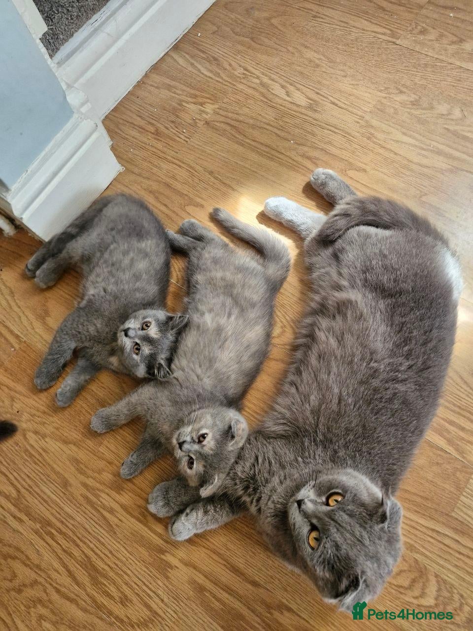 Scottish Fold cats Scottish Fold Kittens Looking for Their Homes  - Advert 13
