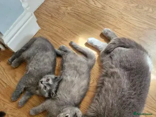 Scottish Fold cats Scottish Fold Kittens Looking for Their Homes - Advert 13