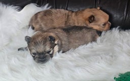Pomeranian dogs for sale: 4 beautifull pomeranian puppies  - Advert 12