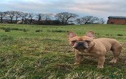 French Bulldog dogs for sale: Male bulldog looking for home  - Image 1