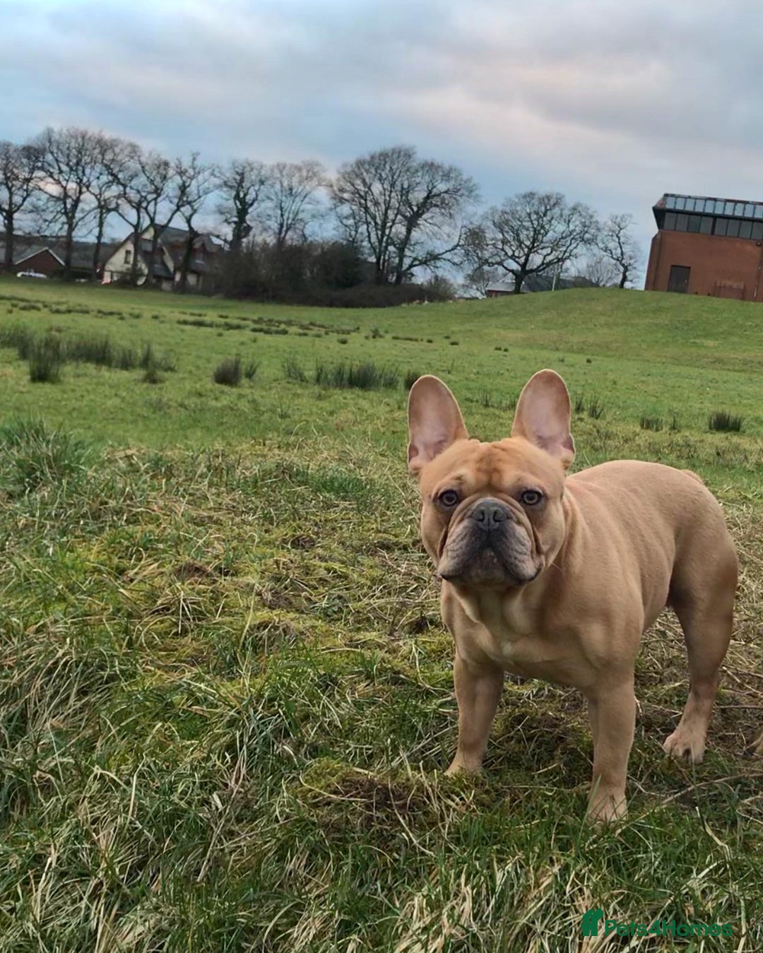 French Bulldog dogs for sale: Male bulldog looking for home  - Image 1