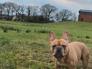 French Bulldog dogs for sale - Advert 1