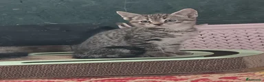 Tik Tok 