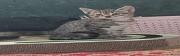 Bengal cats for sale: Bengal x British Short Hair Kittens  in Cupar - Advert 22