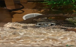 Snake reptiles for sale: Male hognose snake with vivarium and products - Image 1