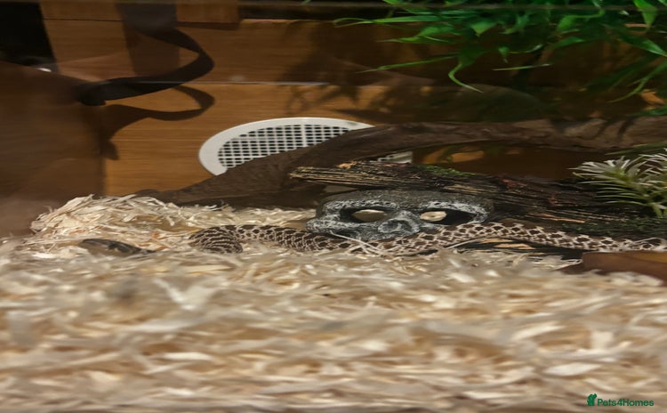 Snake reptiles - Advert 1
