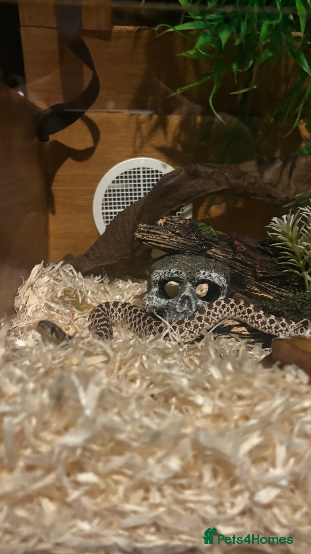 Snake reptiles for sale: Male hognose snake with vivarium and products - Image 1