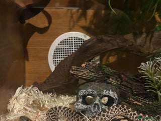 Snake reptiles - Advert 13