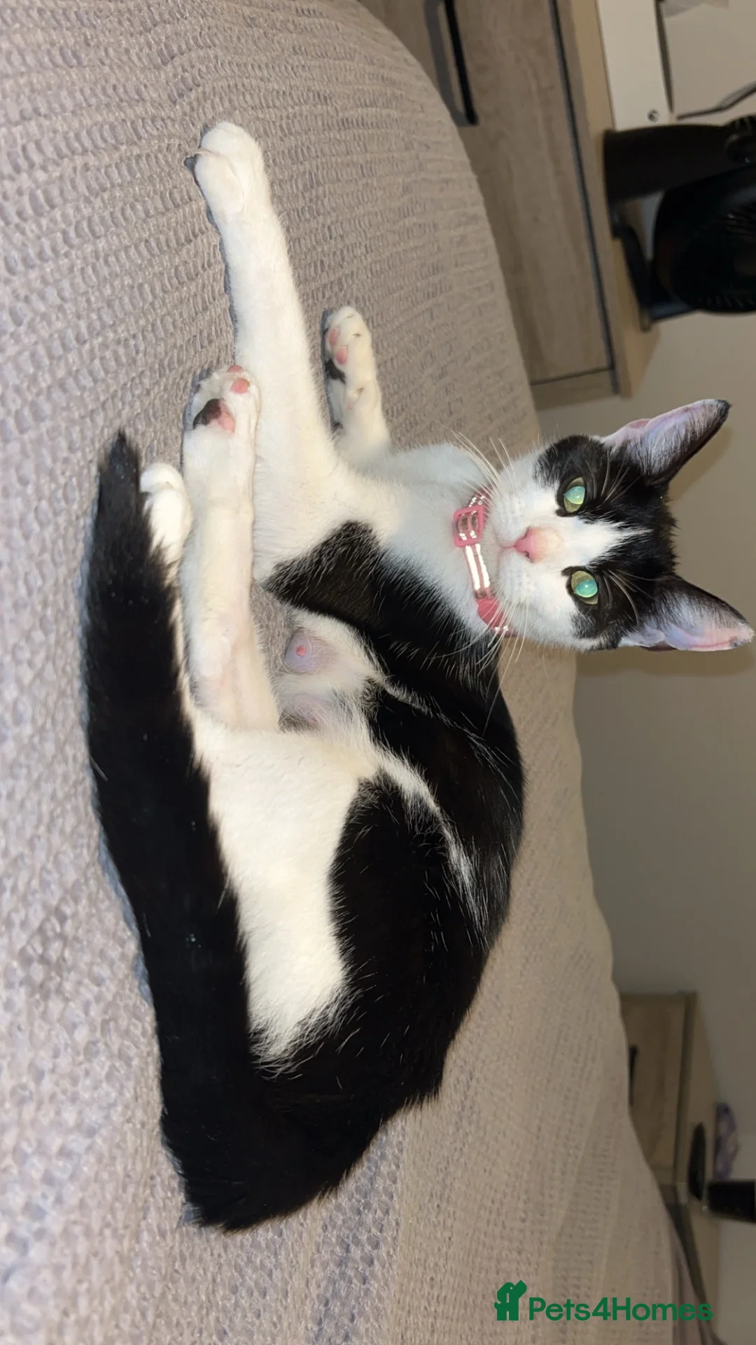 Mixed Breed cats for sale: Gorgeous kittens for sale  - Advert 10