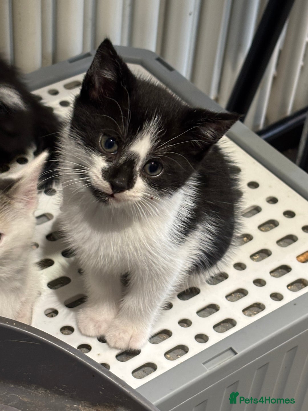Mixed Breed cats for sale: 2 black and white kittens - Image 3