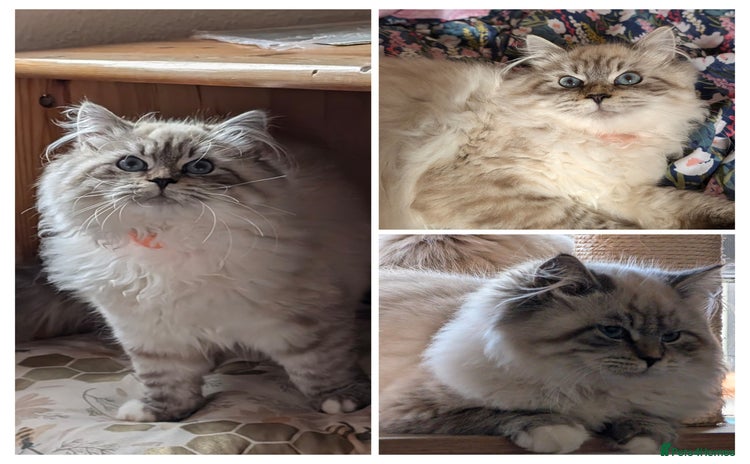 Siberian cats for sale - Advert 2