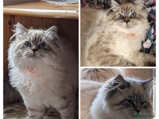 Siberian cats - Advert 4