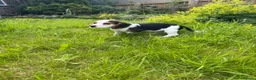 Bocker dogs for sale: Bred From Health Tested Parents - Advert 22