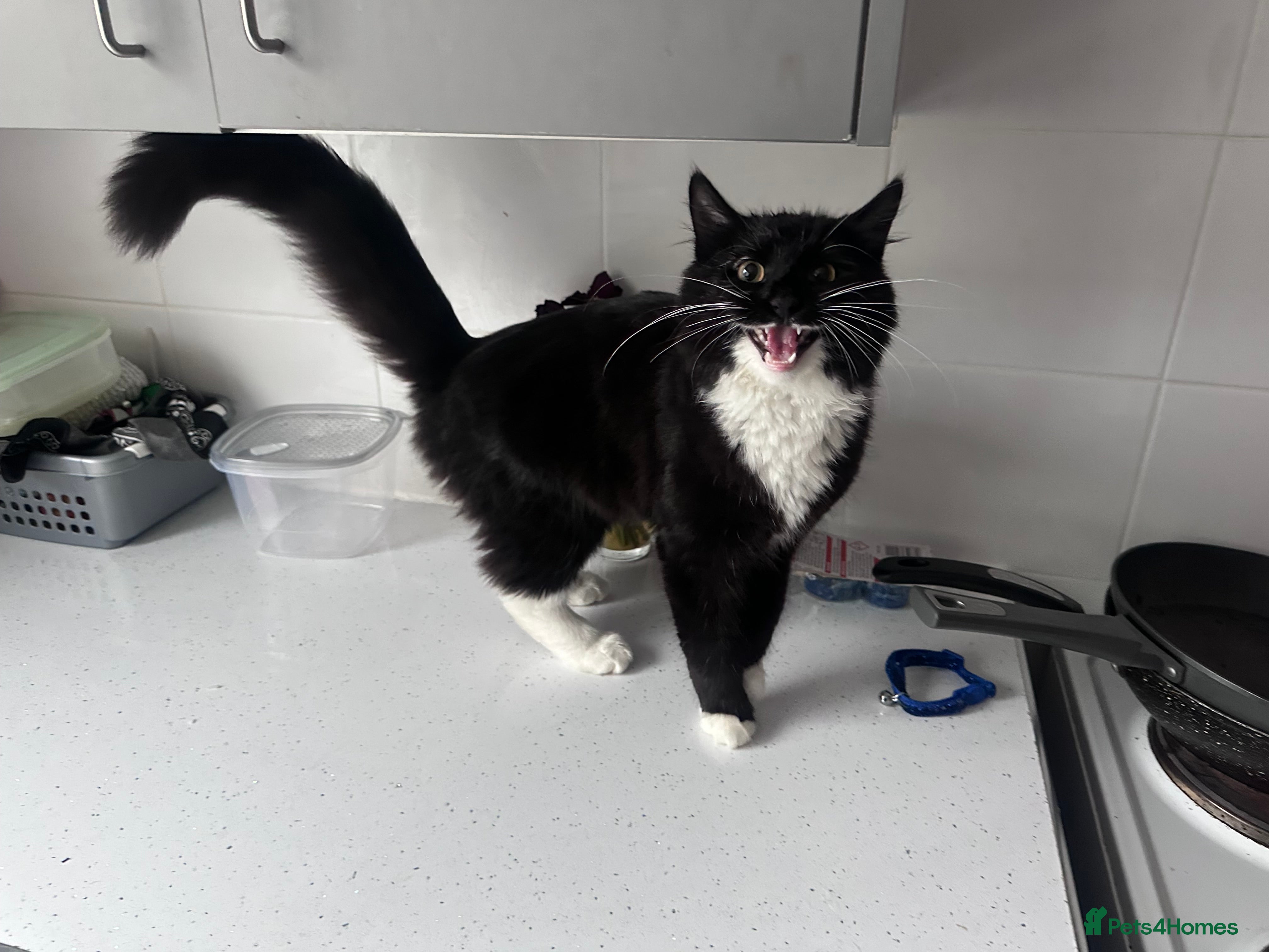 Domestic Shorthair cats Male cat! - Advert 2