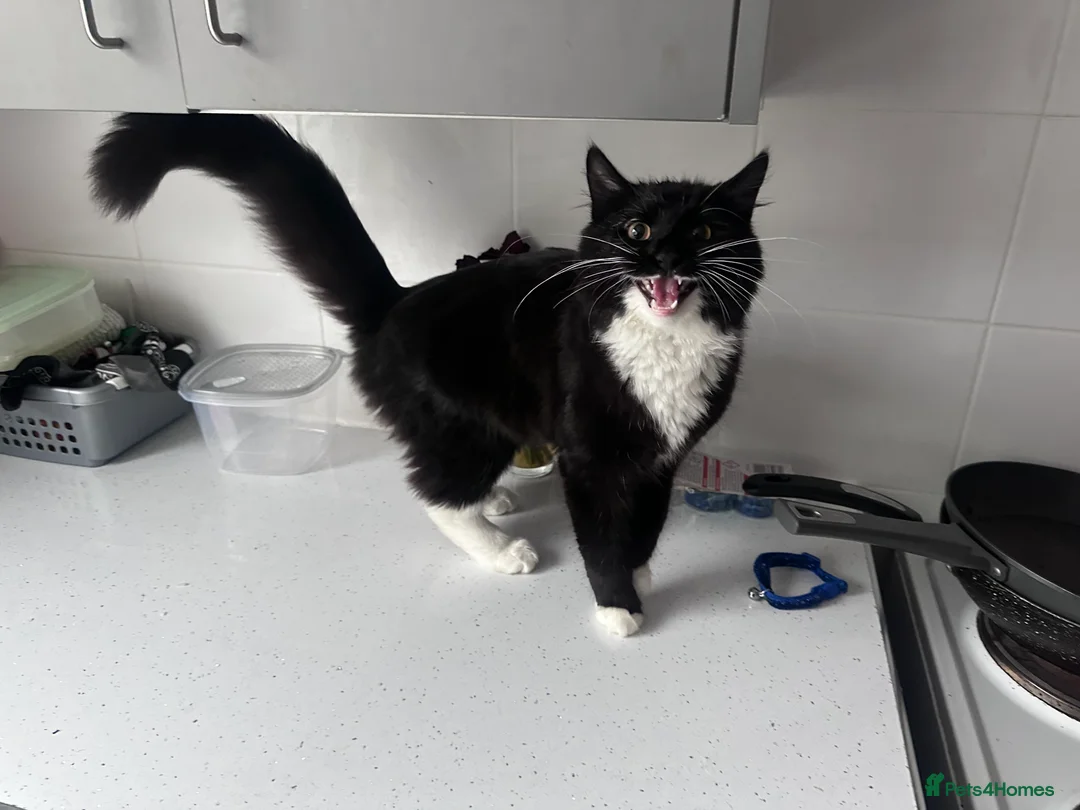 Domestic Shorthair cats for sale: Male cat! - Advert 1