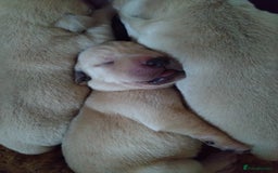 Labrador Retriever dogs for sale:  Labrador pups - Image 21
