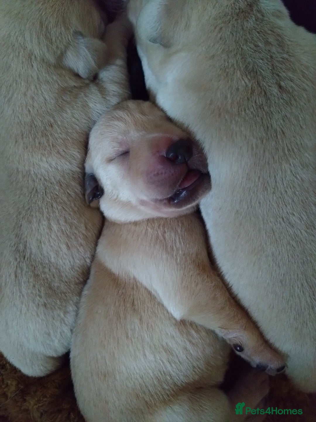Labrador Retriever dogs for sale:  Labrador pups - Image 21