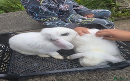 Blanc De Hotot rabbits for sale: rabbits for sale  - Image 2