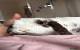 Dwarf Lop rabbits for sale: Mini loop male  - Image 2