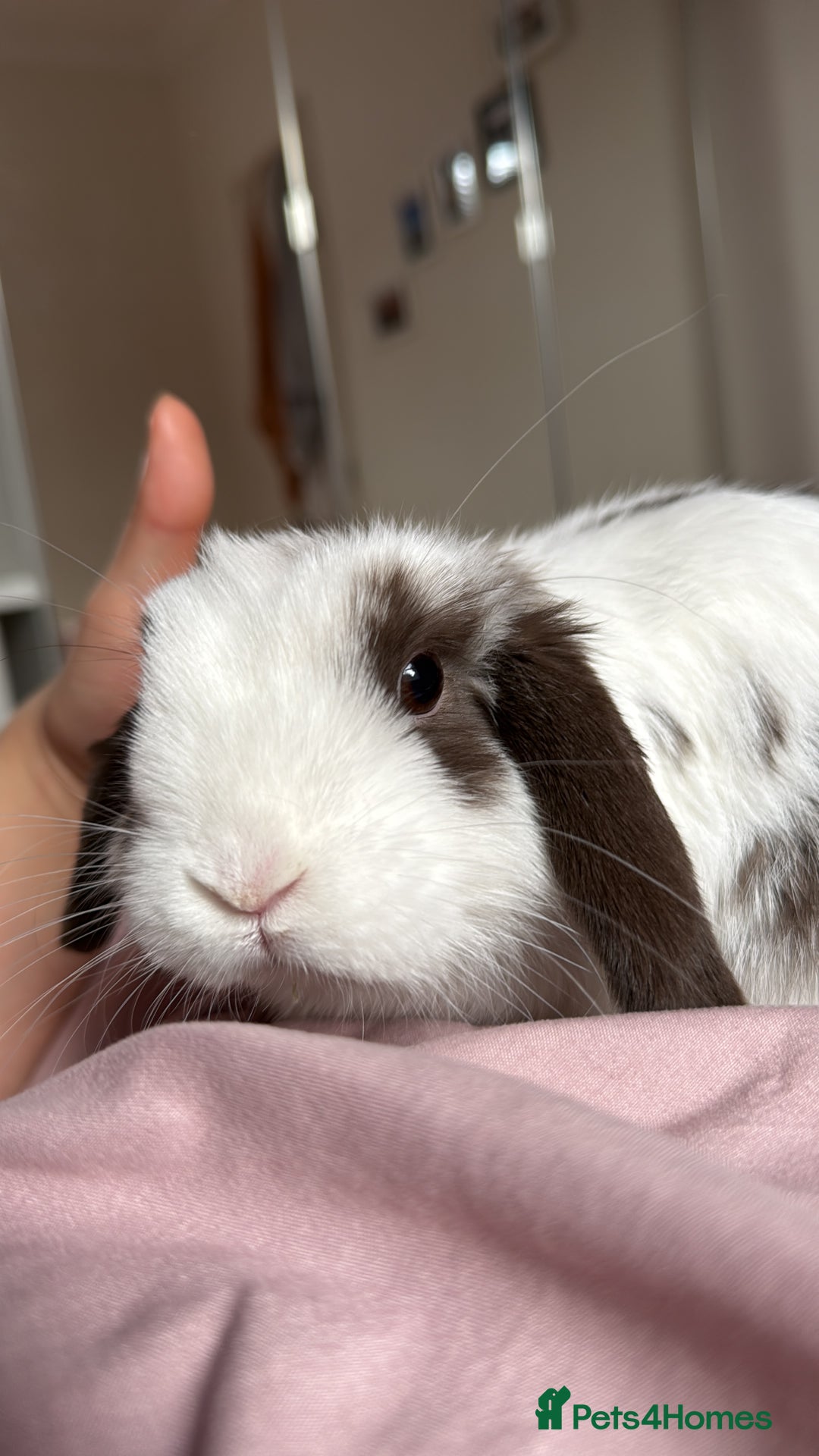 Dwarf Lop rabbits for sale: Mini loop male  - Image 2