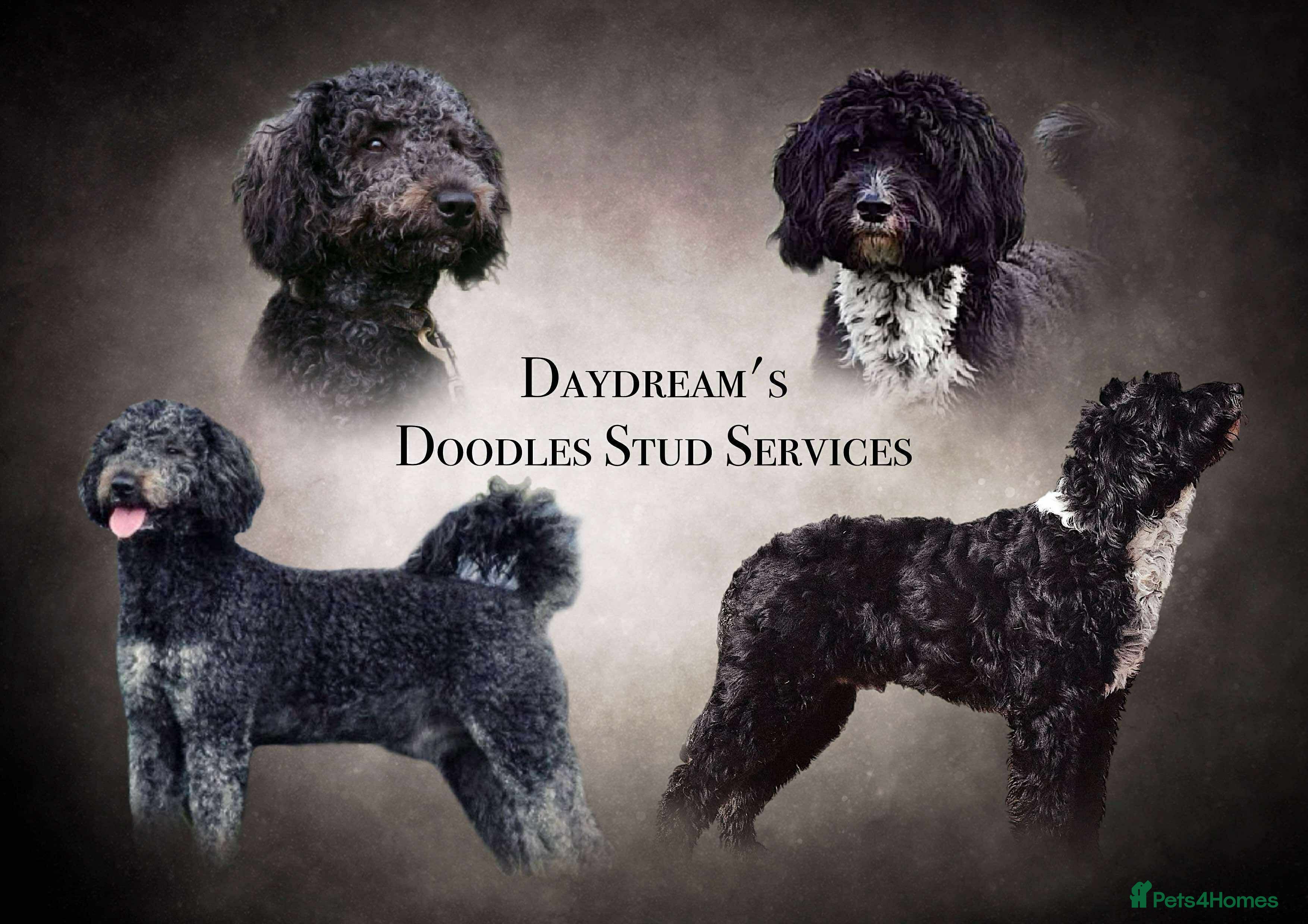 Australian Labradoodle dogs UNIQUE TOP CLASS STUD DOGS - Advert 1