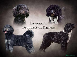 Australian Labradoodle dogs UNIQUE TOP CLASS STUD DOGS - Advert 1