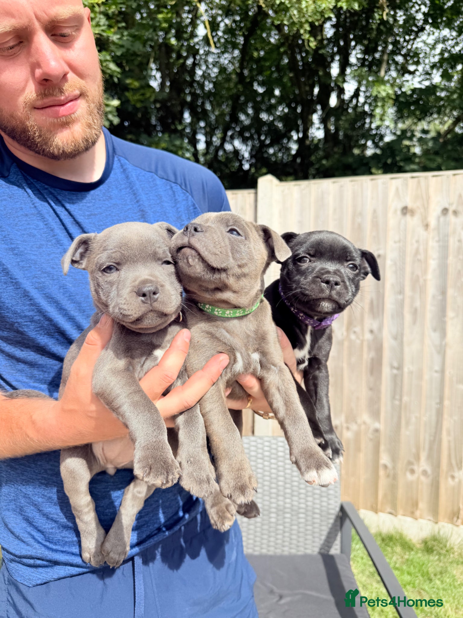 Staffordshire Bull Terrier dogs KC REGISTERED PURE STAFFORDSHIRE BULLTERRIER - Advert 15