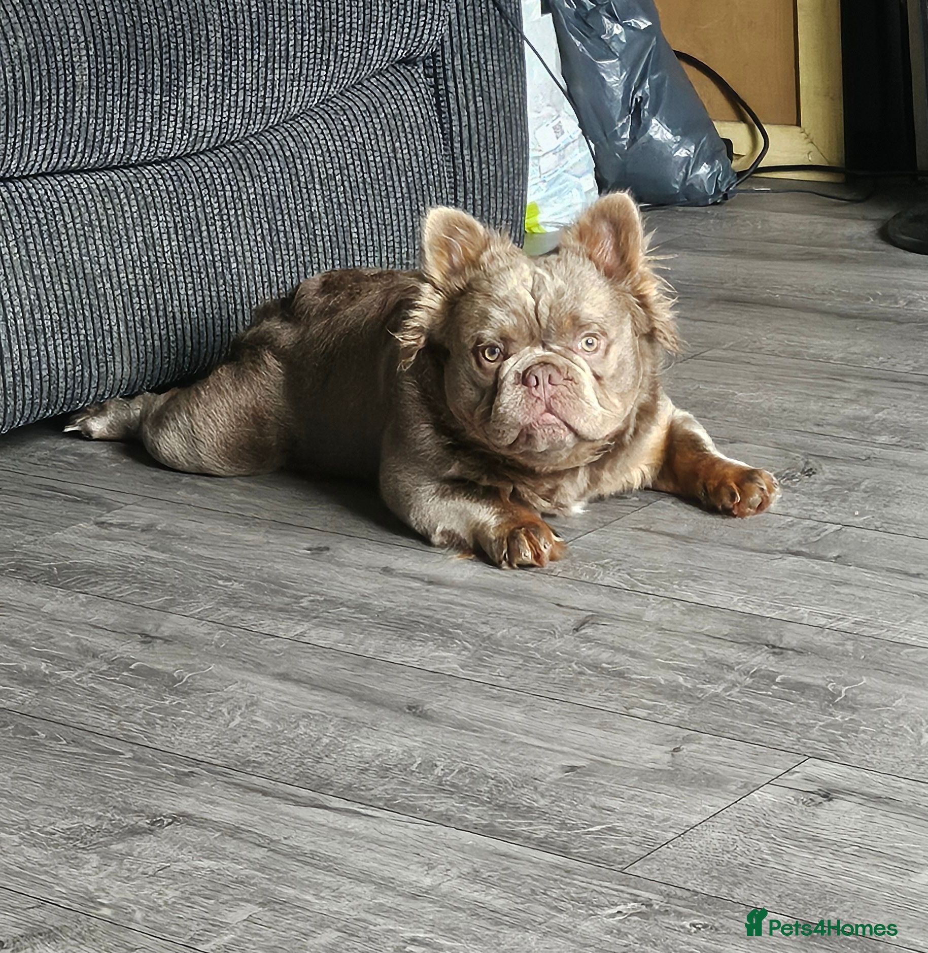 French Bulldog dogs Solo fluffy French bulldog  - Advert 1