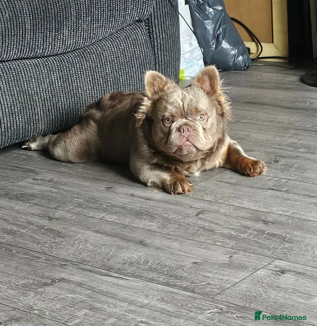 French Bulldog dogs for stud: Solo fluffy French bulldog  - Advert 1