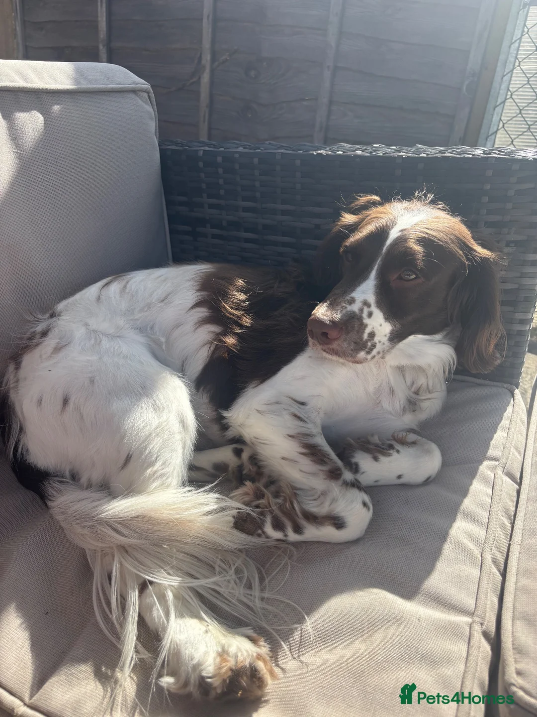 Cocker Spaniel dogs for sale: 3 years old - Advert 1