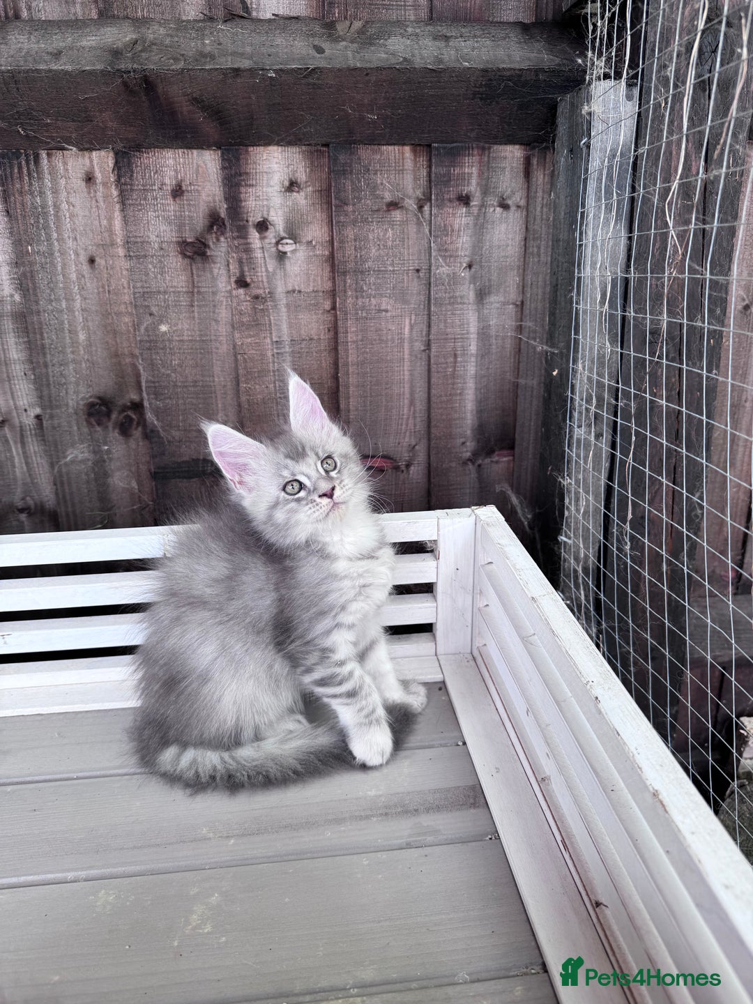 Maine Coon cats for sale: 🌟🌟Beautiful Maine Coon kittens 🌟🌟 - Image 21