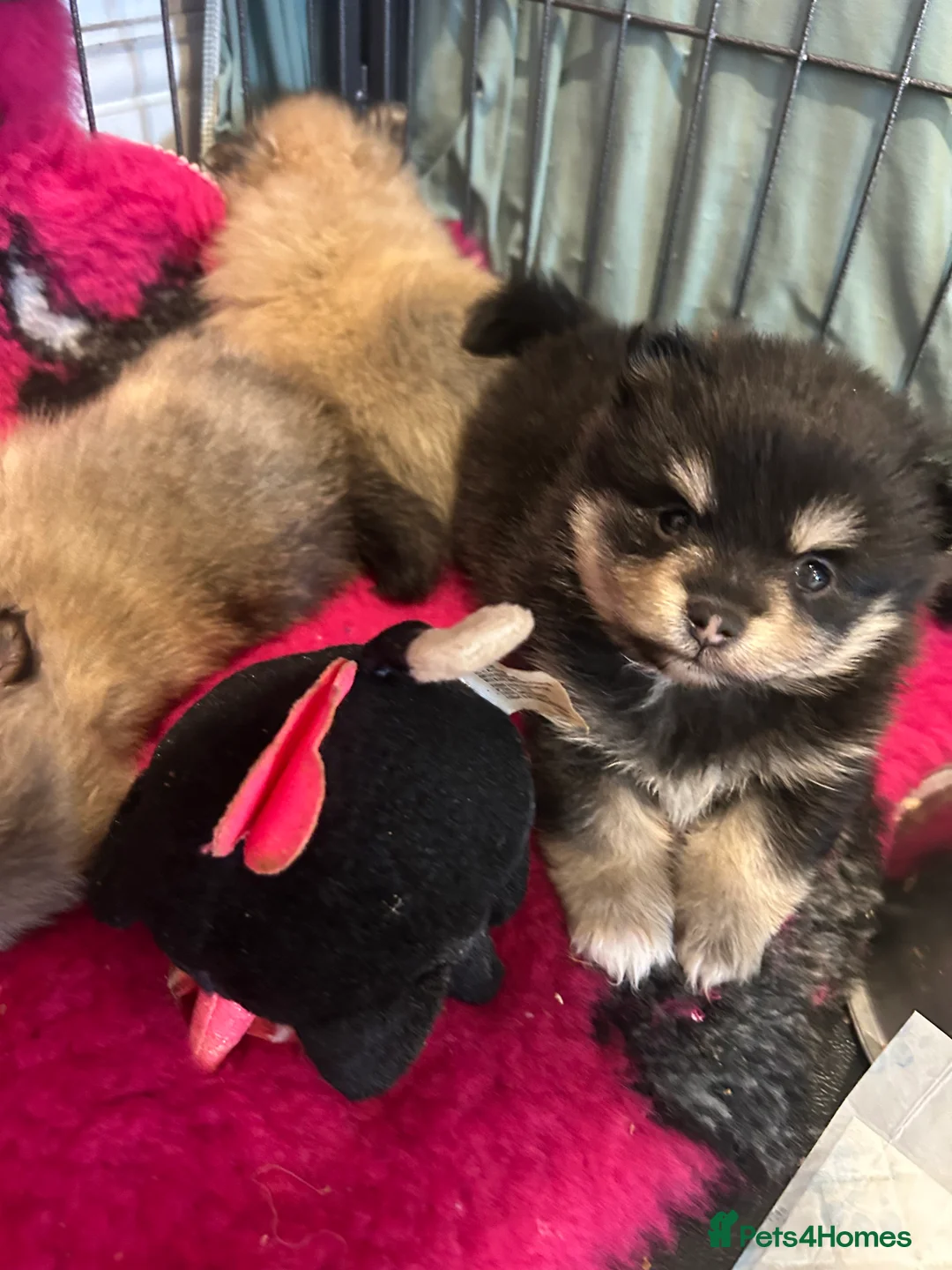 Pomeranian dogs for sale: Kc reg stunning pomeranian puppies  - Advert 12