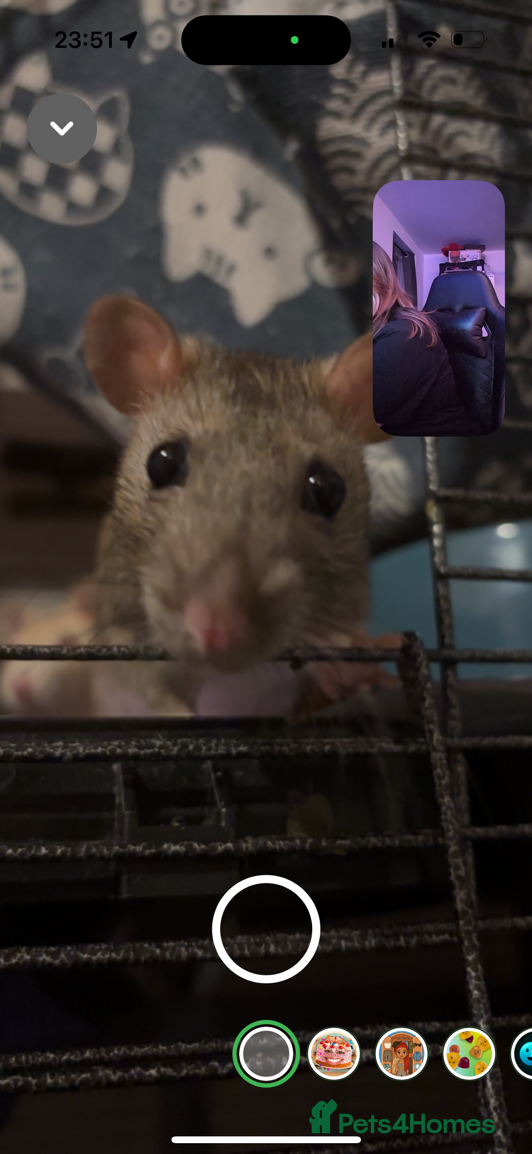 Rat rodents for sale: 3 FEMALE RATS + CAGE - Advert 6