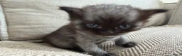 British Shorthair cats for sale:     Beautiful British Shorthair Cross Kittens - Advert 7