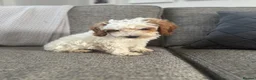 Cockapoo dogs for sale: 5x beautiful F1 cockapoo puppies  in Newbury - Advert 6