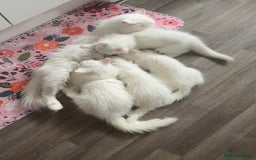 Persian cats for sale: Loving Persian x Maine Coon Kittens Indoors only - Image 1