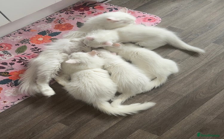 Persian cats - Advert 9