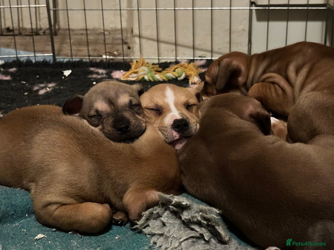 Mixed Breed dogs for sale: Gorgeous Female Puppy For Sale - Advert 4