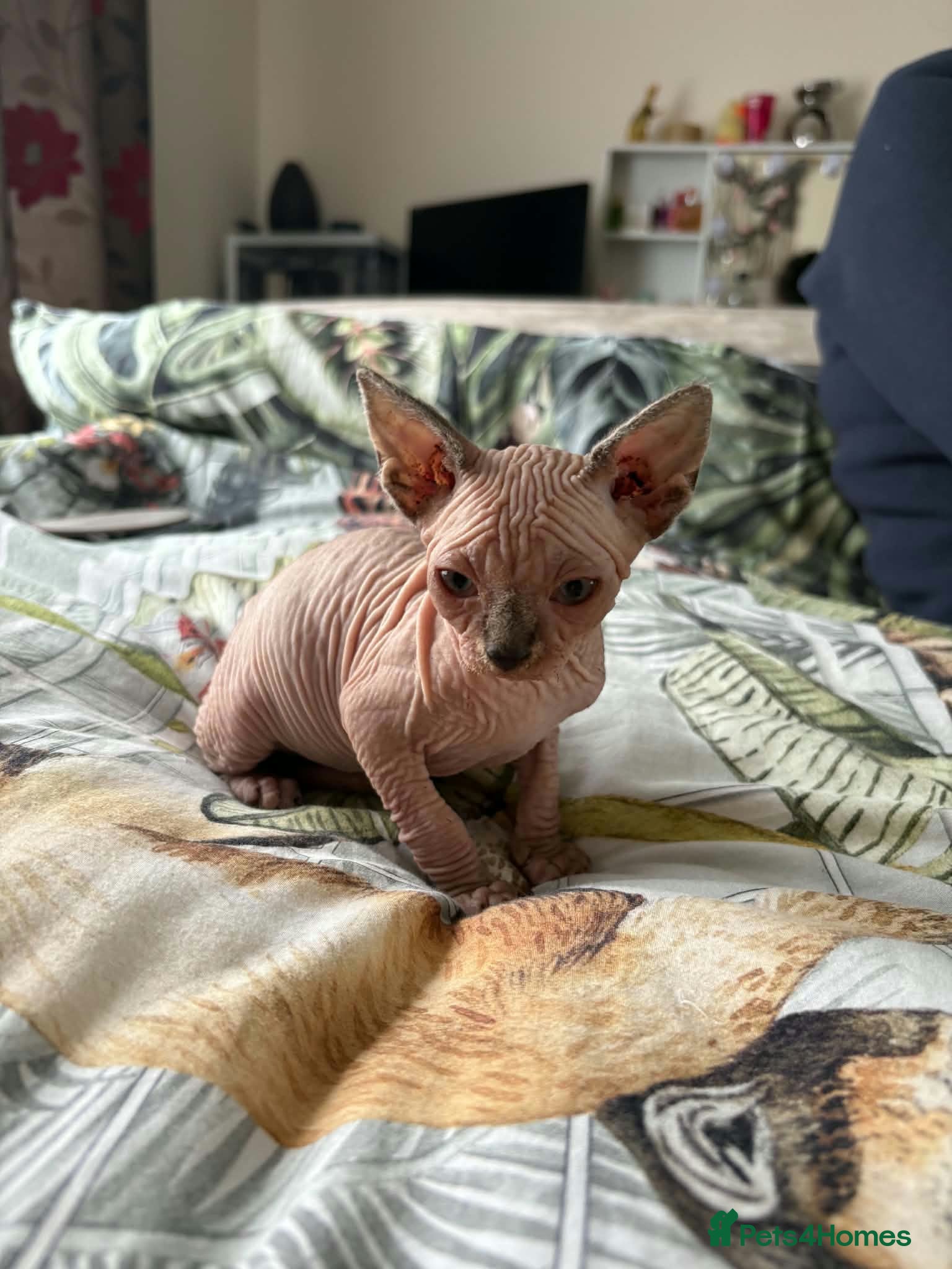 Sphynx cats for sale: Sphinx males - Advert 2