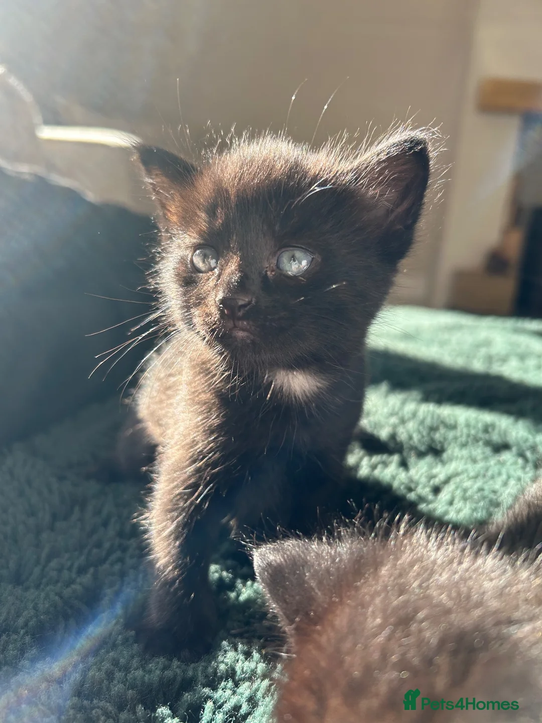 Mixed Breed cats for sale: 3 Kittens looking for furever home 🏠  - Advert 15