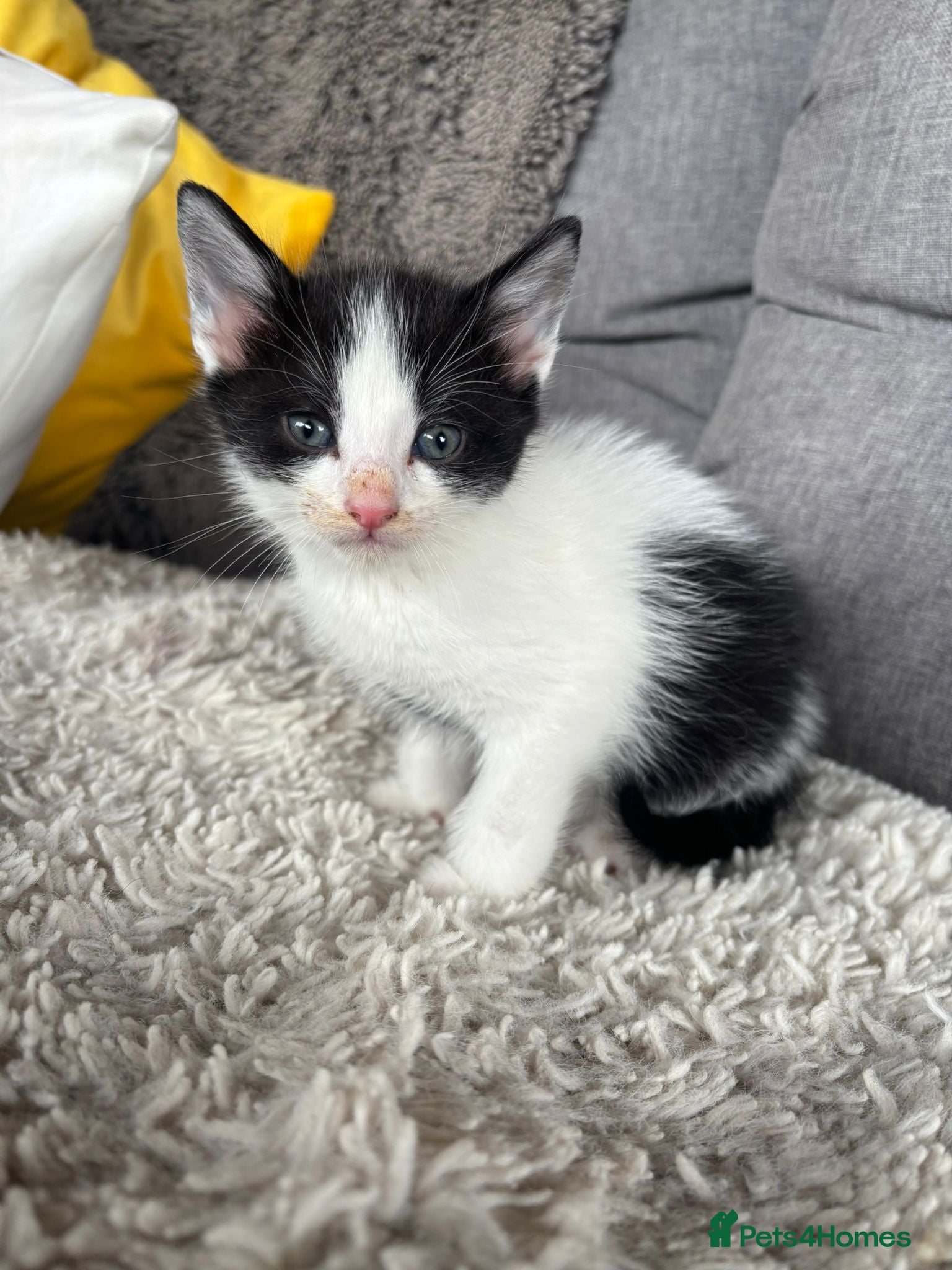 Mixed Breed cats for sale: BEAUTIFUL KITTENS FOR SALE!💕 in Sandbach - Advert 18