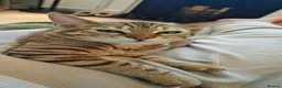 Mixed Breed cats for sale: 2 Beautiful kittens PLUS everything you need - Advert 10