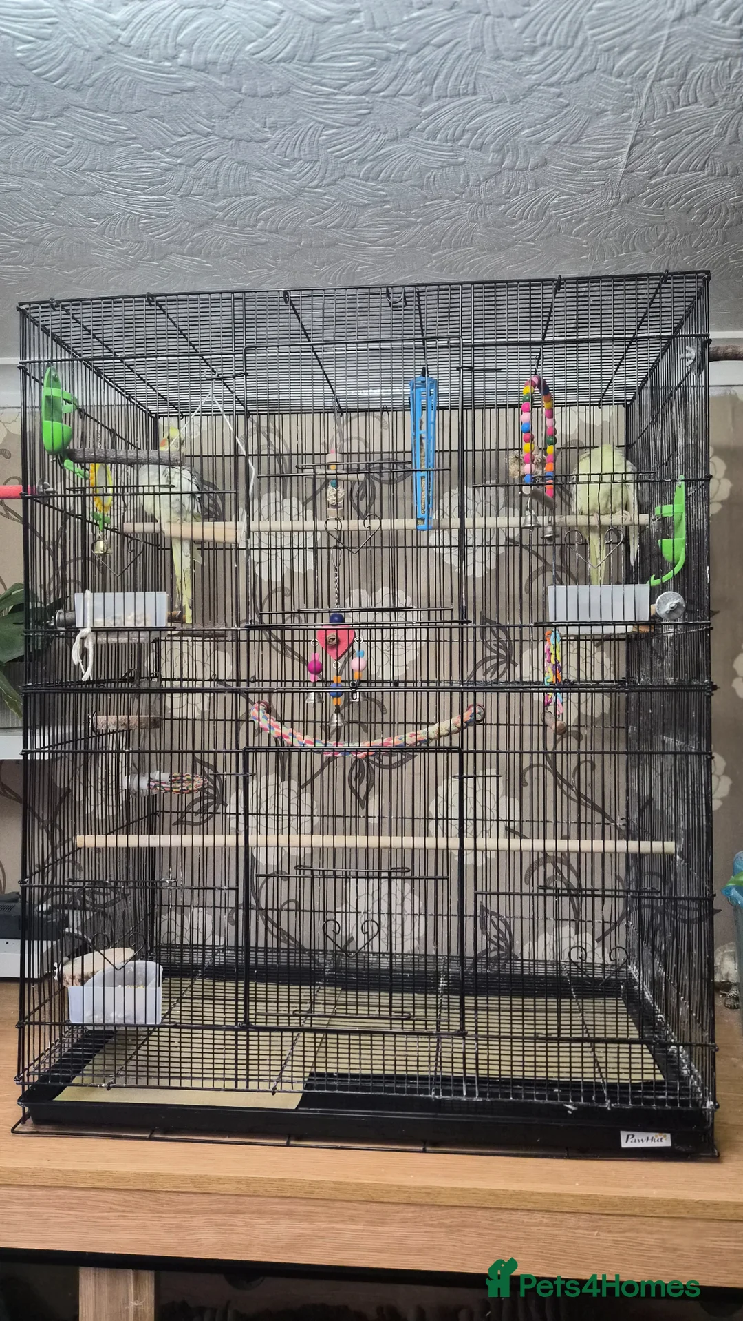 Cockatiels birds for sale: Pair of cockatiels  in Bridlington - Advert 5