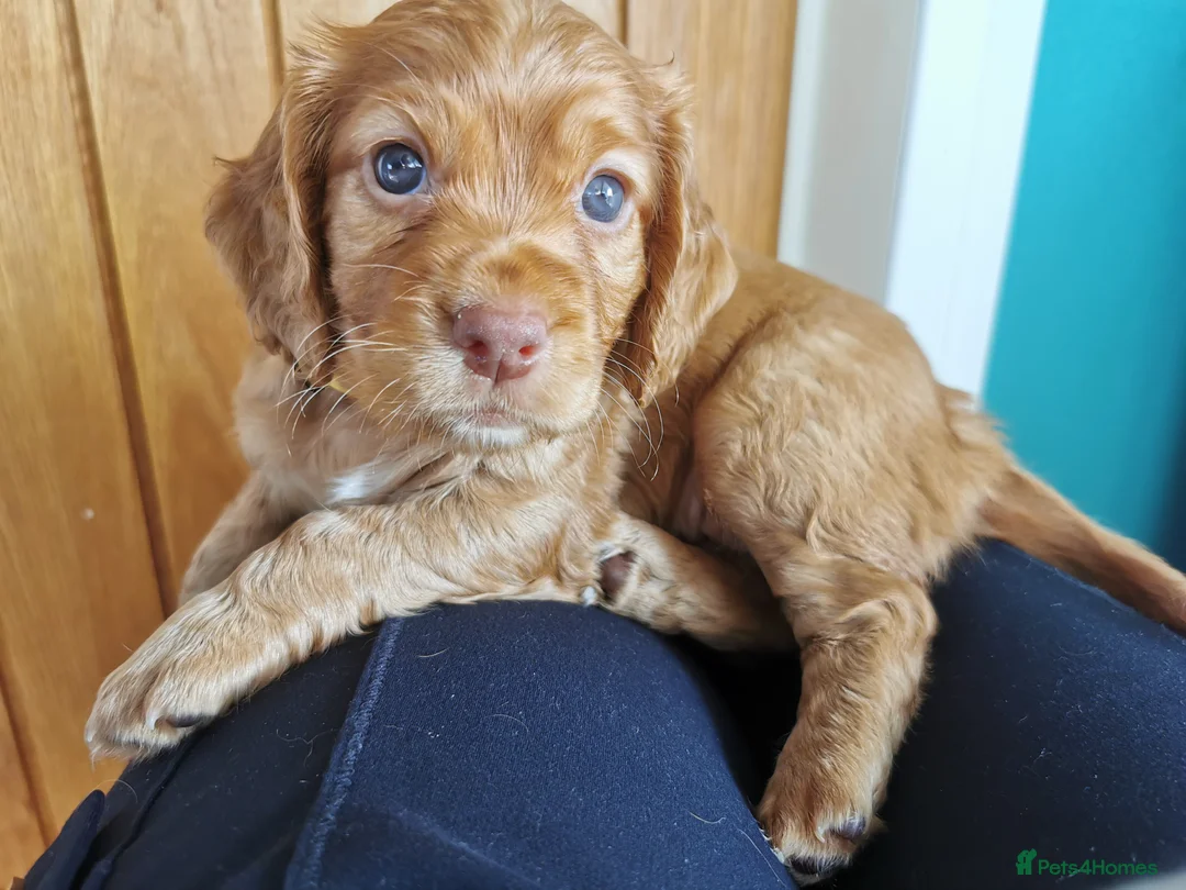 Cocker Spaniel dogs for sale: FTCH Pedigree Working Cocker Spaniels  - Advert 22