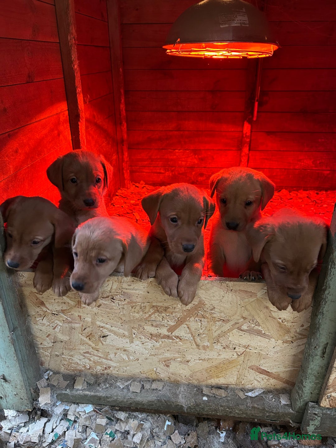 Labrador Retriever dogs for sale: Fox Red Labradors for sale - Advert 1