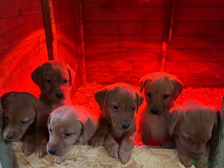 Labrador Retriever dogs Fox Red Labradors for sale - Advert 7