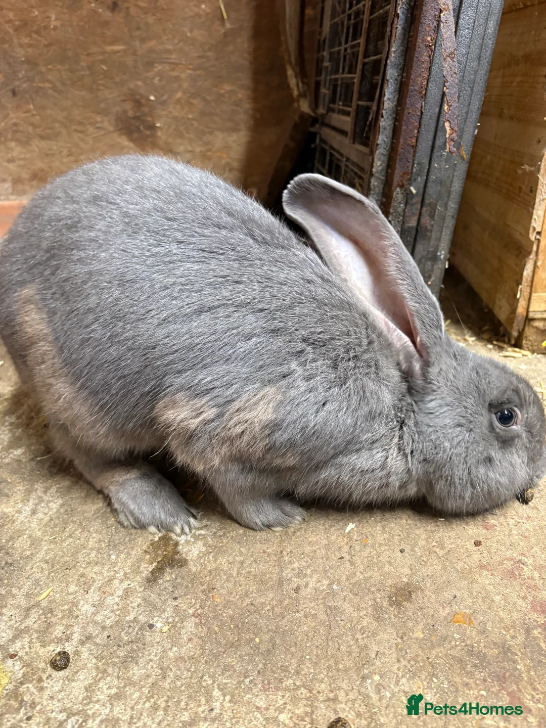 Continental Giant rabbits for sale: continental giant adults  - Advert 2