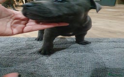 Staffordshire Bull Terrier dogs for sale: blue staffys - Image 3