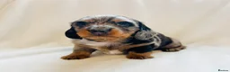 Miniature Dachshund dogs for sale: Quality Miniature Dachshund puppies - Advert 11