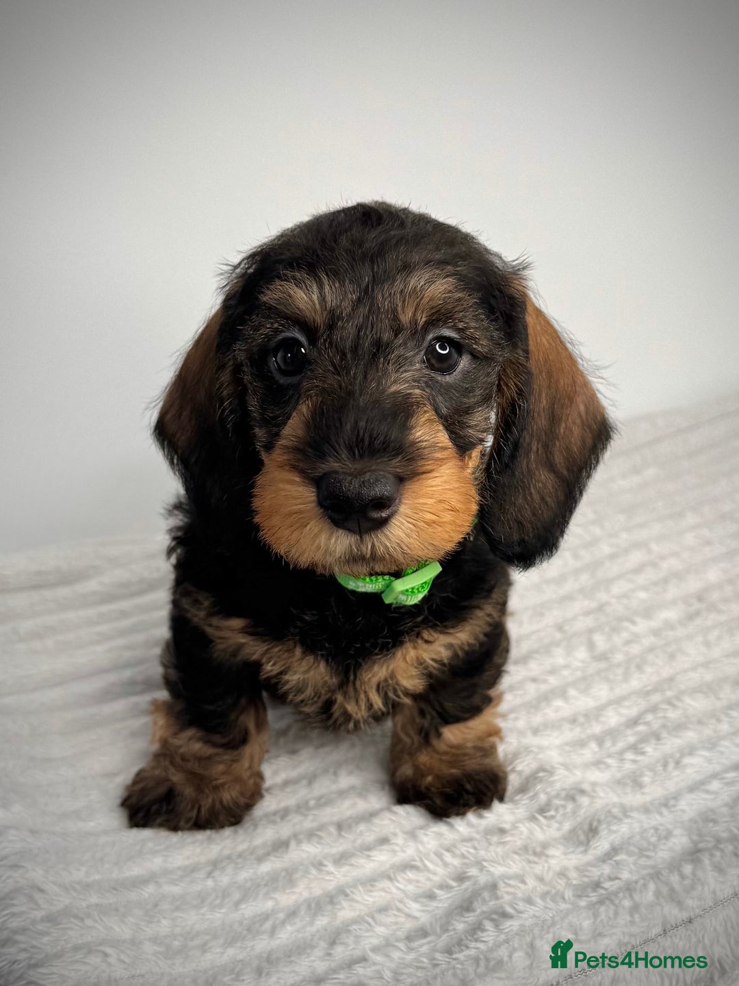 Miniature Dachshund dogs for sale: KC Reg Wire Haired Miniature Dachshund Puppies  - Advert 3